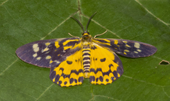 Dysphania bivexillata