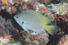 Pomacentrus nigromarginatus