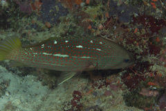 Anyperodon leucogrammicus