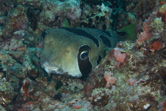 Diodon liturosus