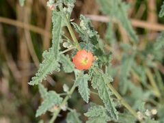Sphaeralcea emoryi