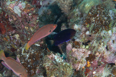 Centropyge fisheri