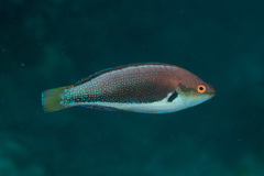 Cirrhilabrus punctatus