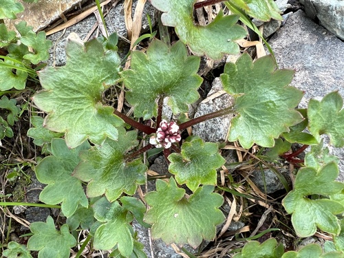 Saxifraga nelsoniana iNat (3)