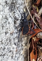 Dipetalogaster maximus