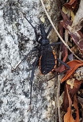 Dipetalogaster maximus