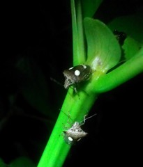 Paracritheus trimaculatus