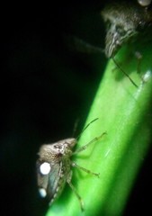 Paracritheus trimaculatus