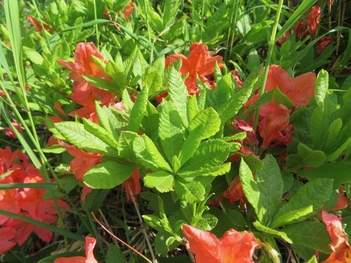 Rhododendron japonicum, photograph 6