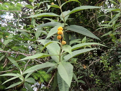 Buddleja globosa