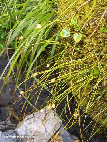 Juncus maximowiczii iNat (1)