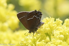 Callophrys spinetorum