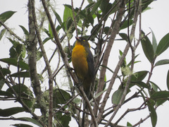 Anisognathus lacrymosus