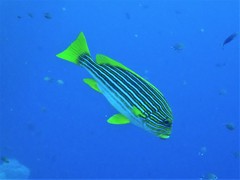 Plectorhinchus polytaenia