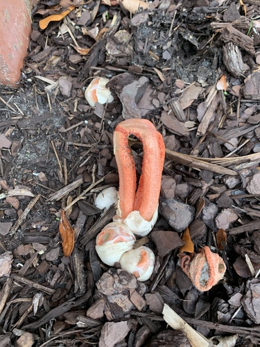 column stinkhorn