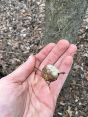 Striatoandricus aciculatus