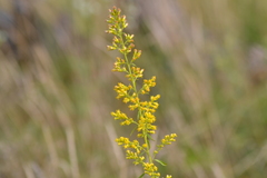 Solidago speciosa jejunifolia