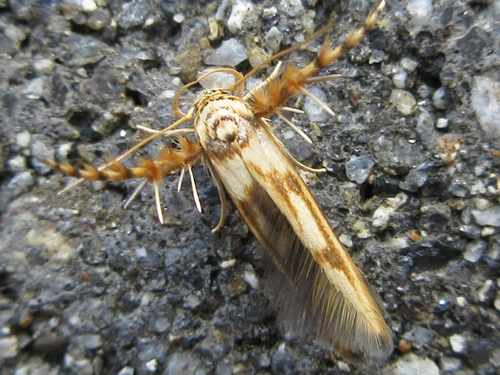 Stathmopoda stimulata Meyrick, 1913