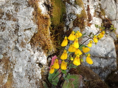 Calceolaria crenatiflora