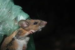 Peromyscus madrensis