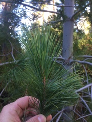 Pinus monticola