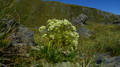 Aciphylla divisa