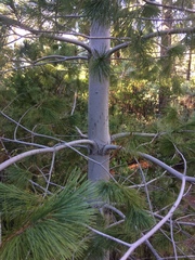 Pinus monticola
