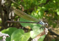 Argia tezpi