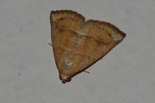 Drunk Eublemma