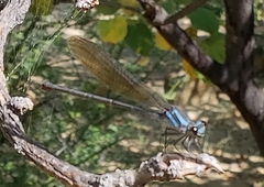 Argia tezpi