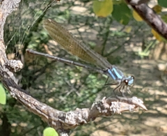 Argia tezpi