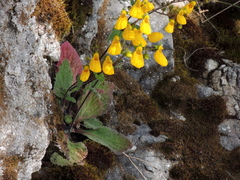 Calceolaria crenatiflora