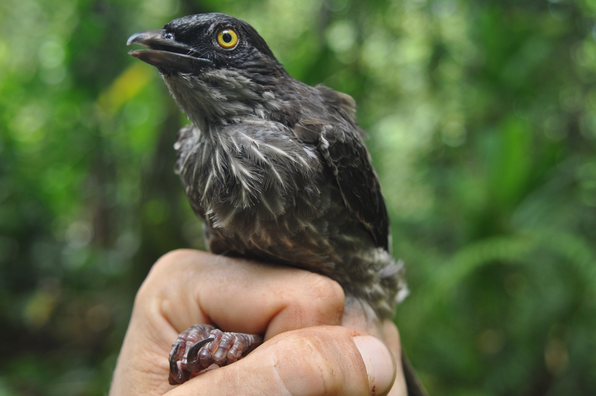 Polynesian Starling (Aplonis tabuensis), photo 8