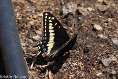Papilio indra