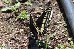 Papilio indra