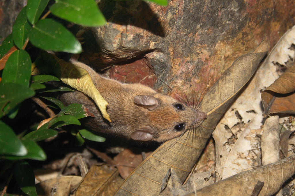Tres Marias Island Mouse