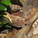 Tres Marias Island Mouse - Photo (c) Juan Cruzado, some rights reserved (CC BY-SA), uploaded by Juan Cruzado Cortés