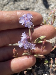 Phacelia quickii