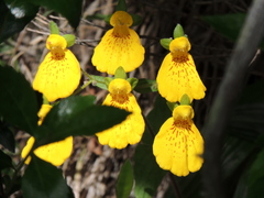 Calceolaria crenatiflora