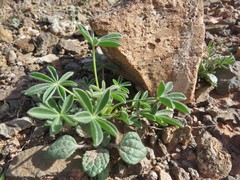 Lupinus havardii