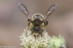 Heteranthidium