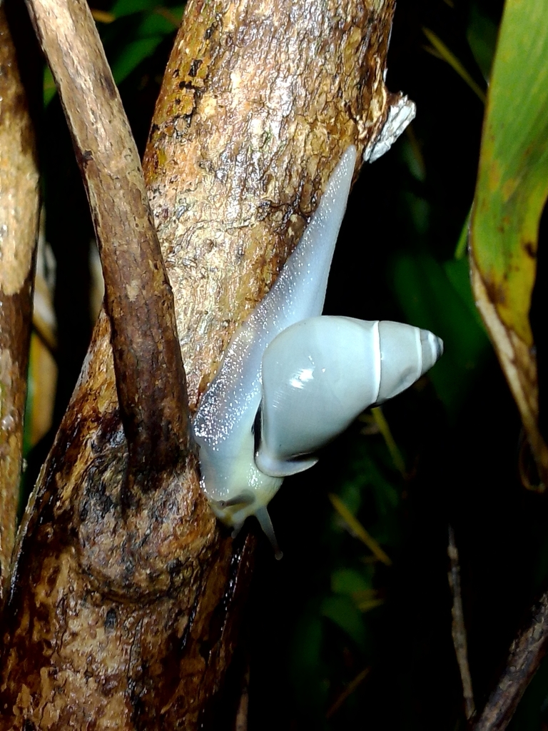 Pseudopartula
