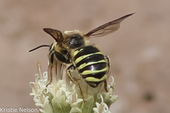 Heteranthidium