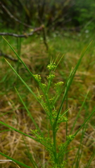 Aciphylla crenulata