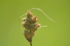 Carex alata
