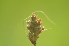 Carex alata