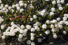Pimelea traversii traversii