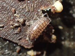 Chaetophiloscia sicula