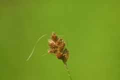 Carex alata