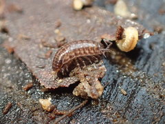 Chaetophiloscia sicula